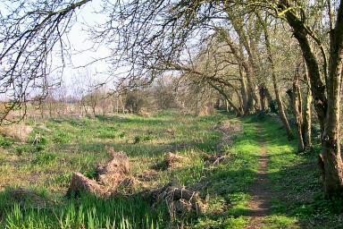 Picture of the overgrown canal near Cerney Wick