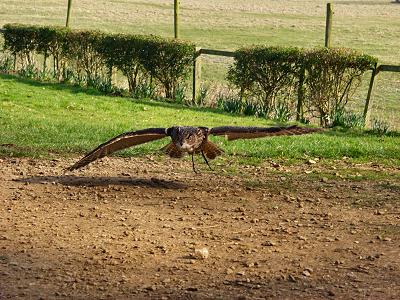 Picture of an owl in mid flight