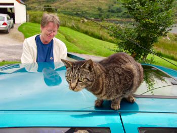 Picture of a cat on the roof of my car