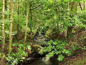 Picture of a burn in Kilmory Woodland Park