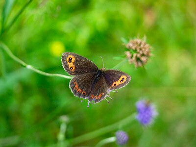 Picture of a butterfly
