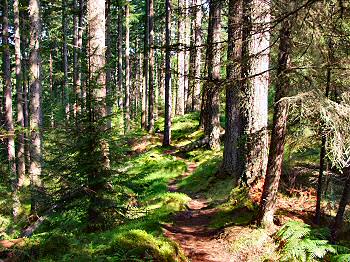 Preview Tweedmouth walk