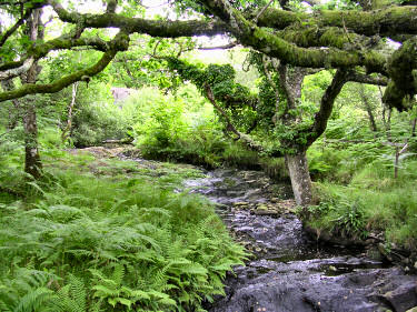 Picture of a waterfall in the oak woods