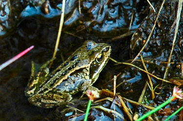 Picture of a black and yellow frog