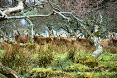 Picture of deer hiding in woodlands