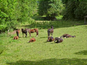 Picture of a herd of horses