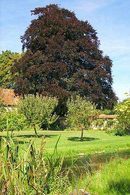 Beautiful trees in Heale Garden
