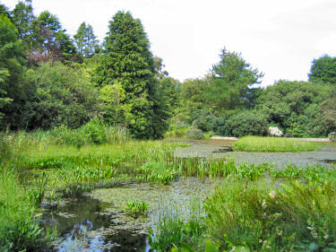 Picture of an artificial lake with sea roses, surrounded by trees