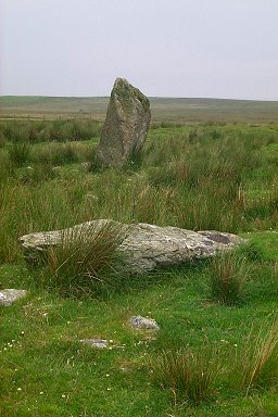 Contrasts: One still upright, one fallen