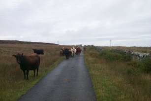 Cattle on the only road on the Isle of Jura