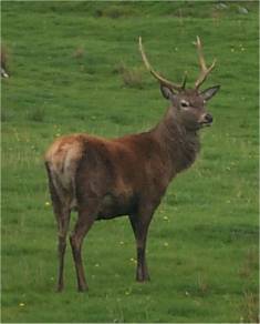 A stag on the Isle of Jura